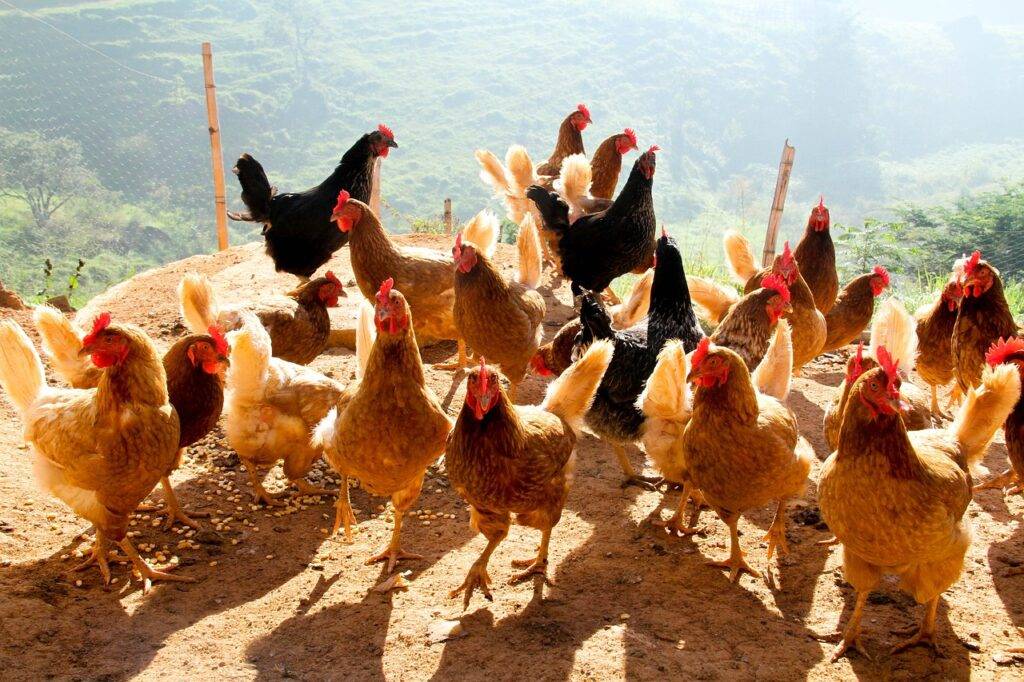 Poultry Farming 